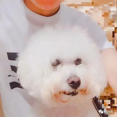 女生和狗狗的头像比熊