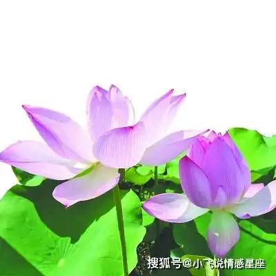 这三个生肖女命如摇钱树,旺夫旺子旺家运,大富大贵连着旺三代