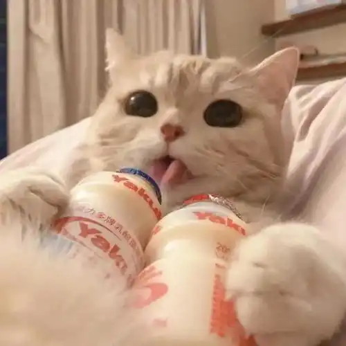 一根毛线,也能引发猫咪的血案,不要小瞧线性异物