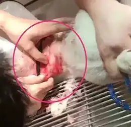 女子遛狗,突然冲出一条恶犬疯狂拖拽撕咬狗主人不用去医院我给你治