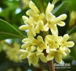 12星座的女生分别代表什么花