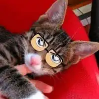 猫戴眼镜头像高冷可爱