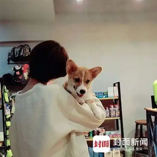 一条狗的死亡牵动3亿网友,昨天摔狗人终于道歉了