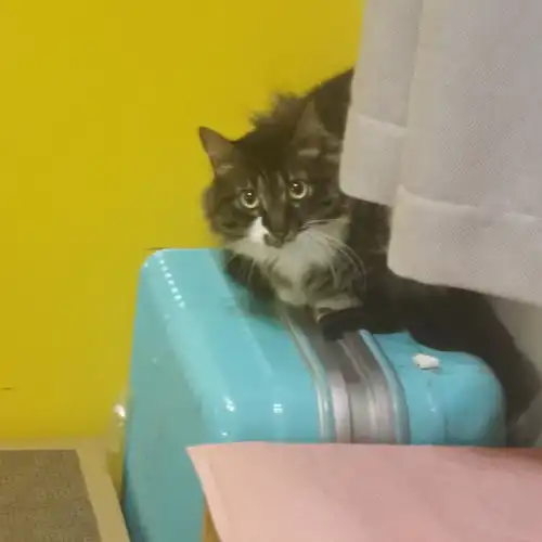 面对怕人比较害羞慢热的猫咪,个人的一些经验分享
