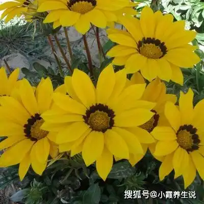 后代最有出息,生日尾数是几的人,一生福寿齐全,活到老富到老农历爱情财运