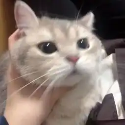 一组呆萌搞怪的萌宠头像