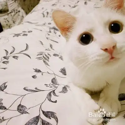 如何判断猫是否爱主人