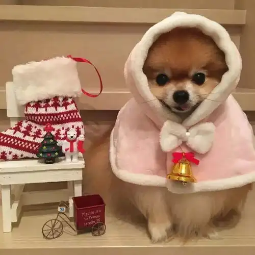 你的衣服,不仅没这只狗狗的多,很可能还没它的好看