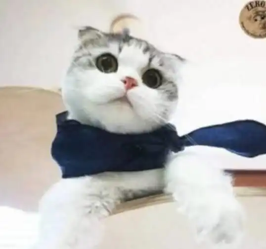 二次元头像女高冷霸气猫
