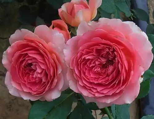 4种花很适合养阳台,漂亮又好养,年年开花不断