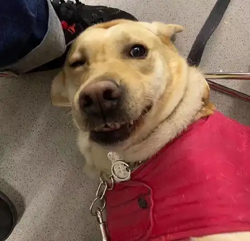 像话吗地铁上男子多次骚扰导盲犬,路人制止被骂了一路