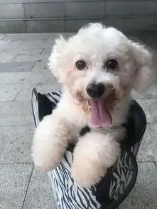 帮我家狗子找个女朋友啊