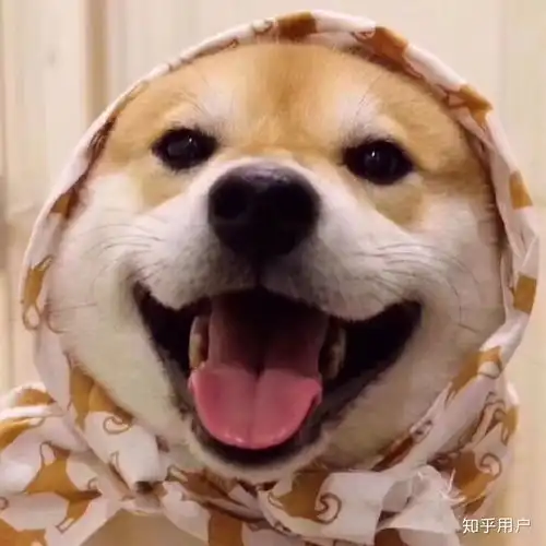 女生和狗狗的头像刘涛