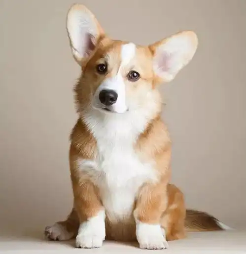 简单几招,远离犬瘟困扰