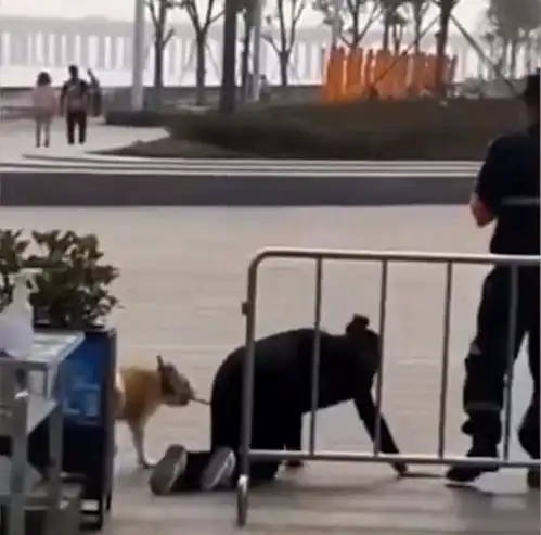 人类迷惑行为深圳一女子与狗共用同一根狗绳,在公园跪地爬行