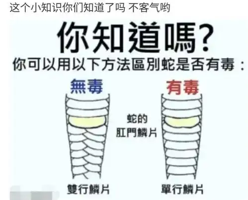 给这只猫取个什么名字好呢
