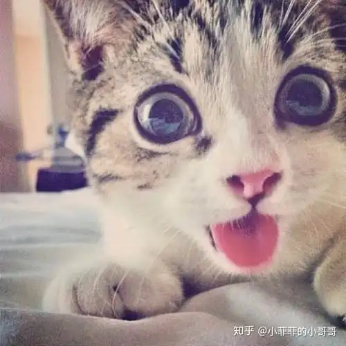 猫口炎会饿死吗