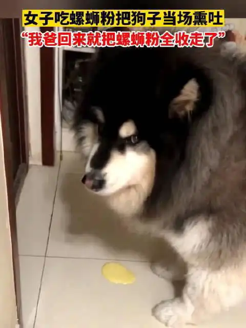 女子吃螺蛳粉把狗子当场熏吐我爸回来就把螺蛳粉全收走了