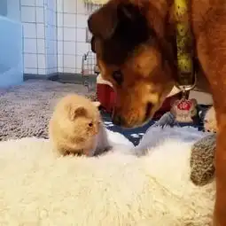 主人救回一窝小奶猫,家里狗狗见状一拍胸脯这窝猫我养了