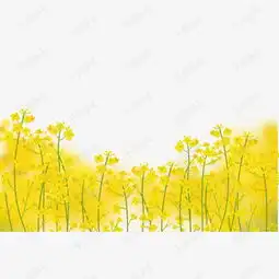 春季唯美小清新油菜花素材图片免费下载高清psd千库网图片编号10130283