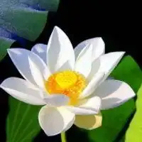 吉利又养眼的微信头像微信头像图片大全