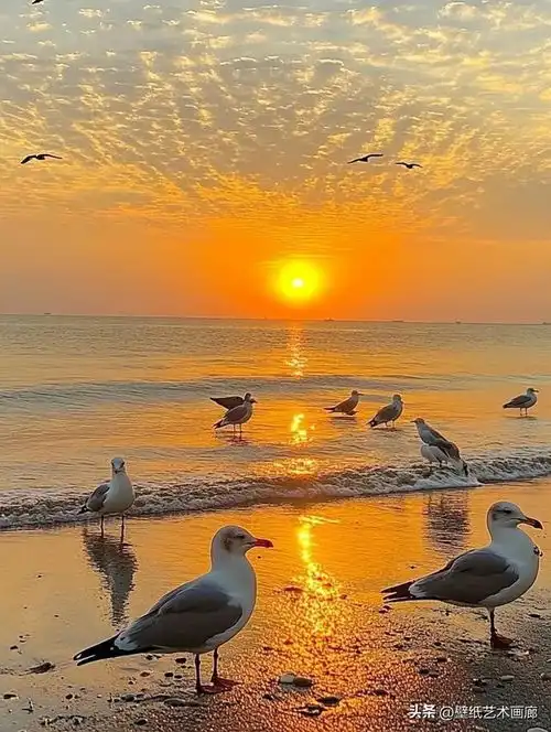 海鸥与日落,美得让人想要尖叫