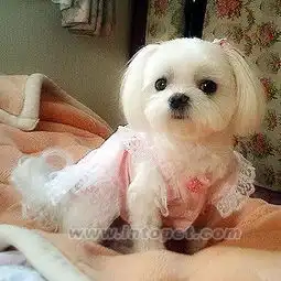 女生和狗狗的头像宠物