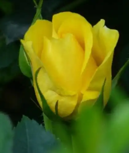 3月开始鸿运当头,4生肖大奖中不停,大富特富,财旺运旺事事旺