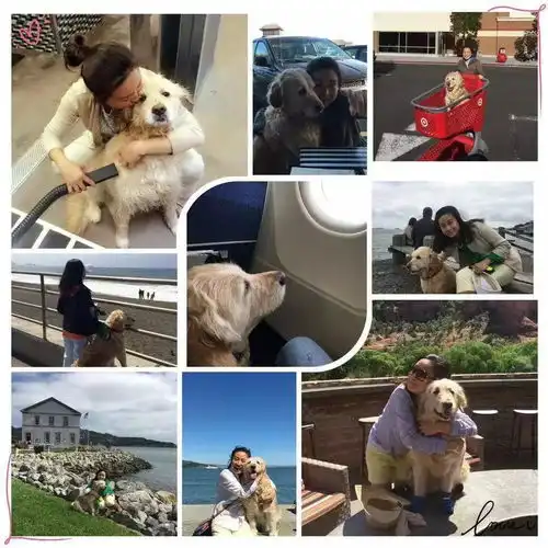 我在美国养了8年的狗,刚带回国就被邻居毒杀了