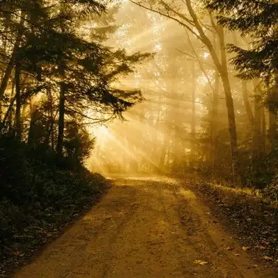 意境唯美微信头像风景森林,给每一位看到的朋友带来好心情