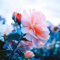 花朵图片唯美头像唯美好看的花朵头像