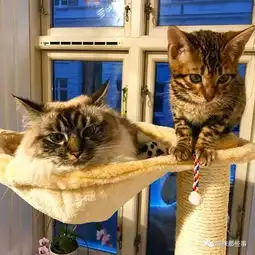 当害羞猫遇上热情猫,画风整个变得有爱起来