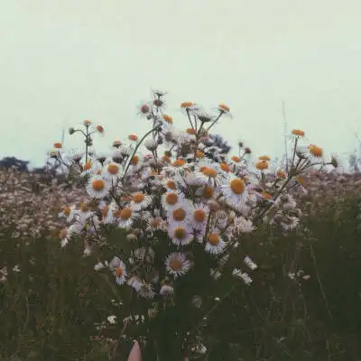 白色野菊花图片山上各种好看的花朵图片