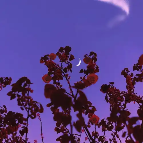 背景图我对你所有的喜欢你亲手把它杀害