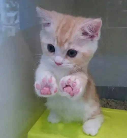 少女与猫头像相映成趣