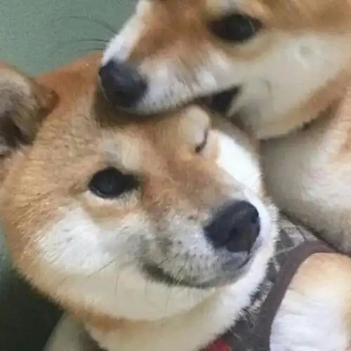 有哪些看着霸气可爱的狗狗头像