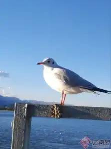 夕阳下的海鸥