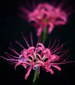 前世不欠,今生不见