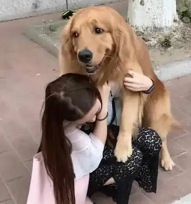 一听说要拍照,金毛立马跳到美女身上摆好姿势,活捉一只心机狗