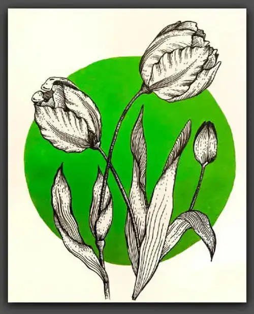 绘画黑白线条与简洁色块,这组花卉手绘作品太美了