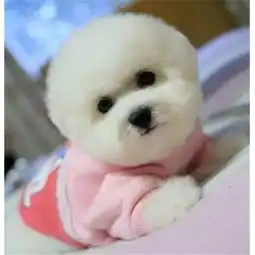 图成都韩系大眼睛甜美脸型小比熊萌萌哒快快带走送女友吧成都宠物狗