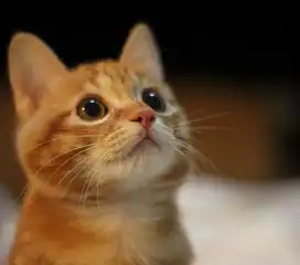 伊春呆萌温顺橘猫出售纯种健康招财小猫带回家