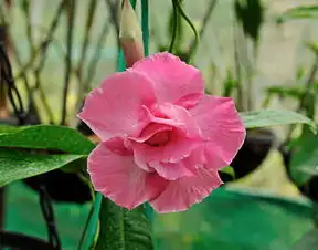 鲜花,色彩缤纷,红色,开花,花园,花的,自然,桃花色夹竹桃