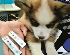 狗狗得犬瘟打单克隆抗体一般打几天比较合适