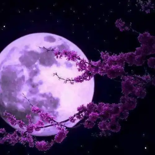 月中天vievavvv高音质在线试听月中天歌词歌曲下载酷狗音乐