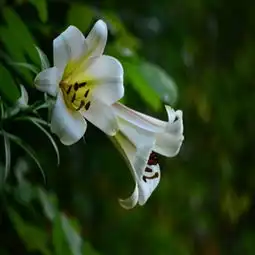 百合图片,百合图片大全