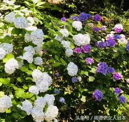 日本规模最大的紫阳花开在一个风景秀丽的港湾城市