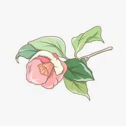 唯美小清新水彩花卉花朵插画图片素材其他格式下载动漫人物大全