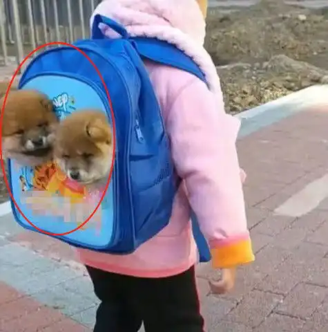 女孩背着狗狗上幼儿园,老师吓了一跳,仔细看后却哭笑不得