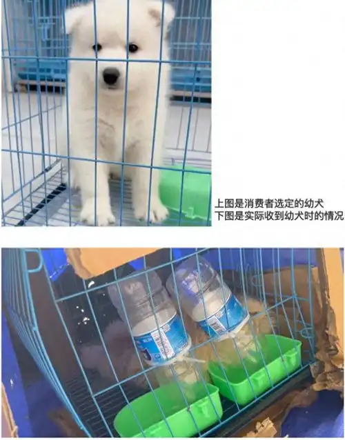 女子网购宠物遇陷阱到货的萌宠是病狗,且另买狗粮才包活
